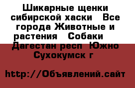 Шикарные щенки сибирской хаски - Все города Животные и растения » Собаки   . Дагестан респ.,Южно-Сухокумск г.